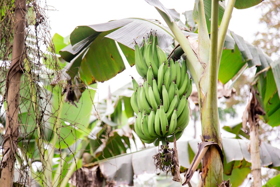 Plantain Cultivation