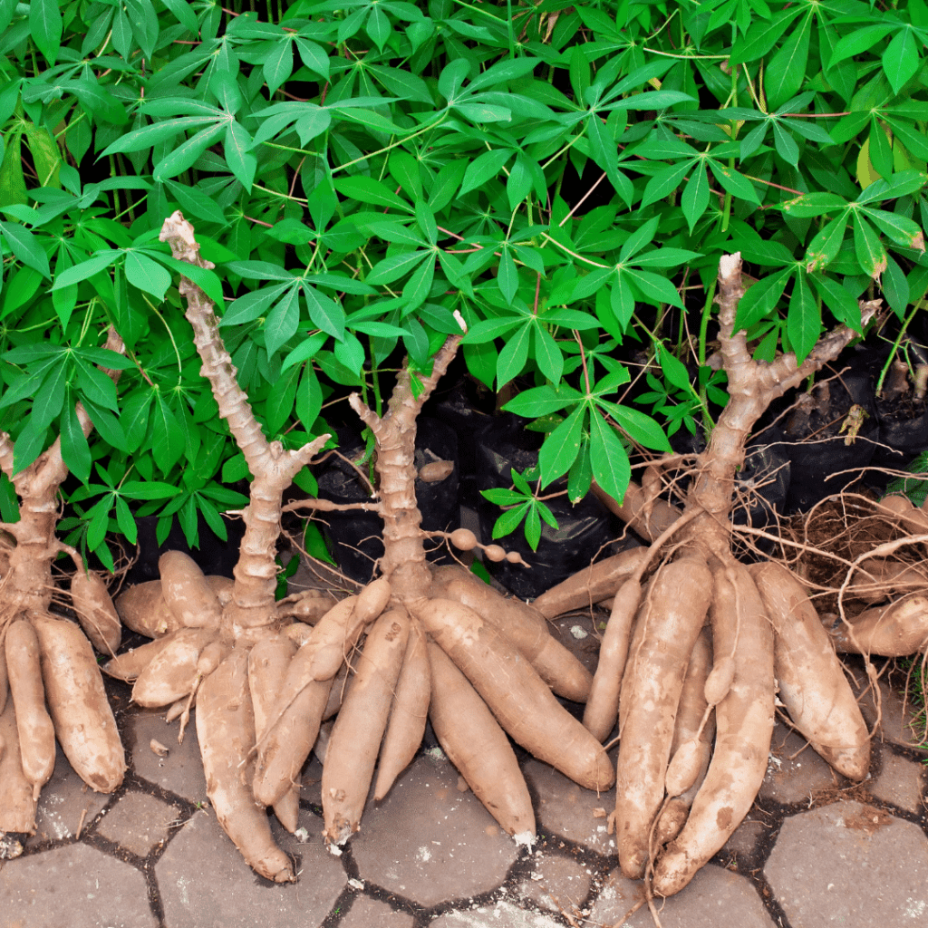 Cassava Cultivation